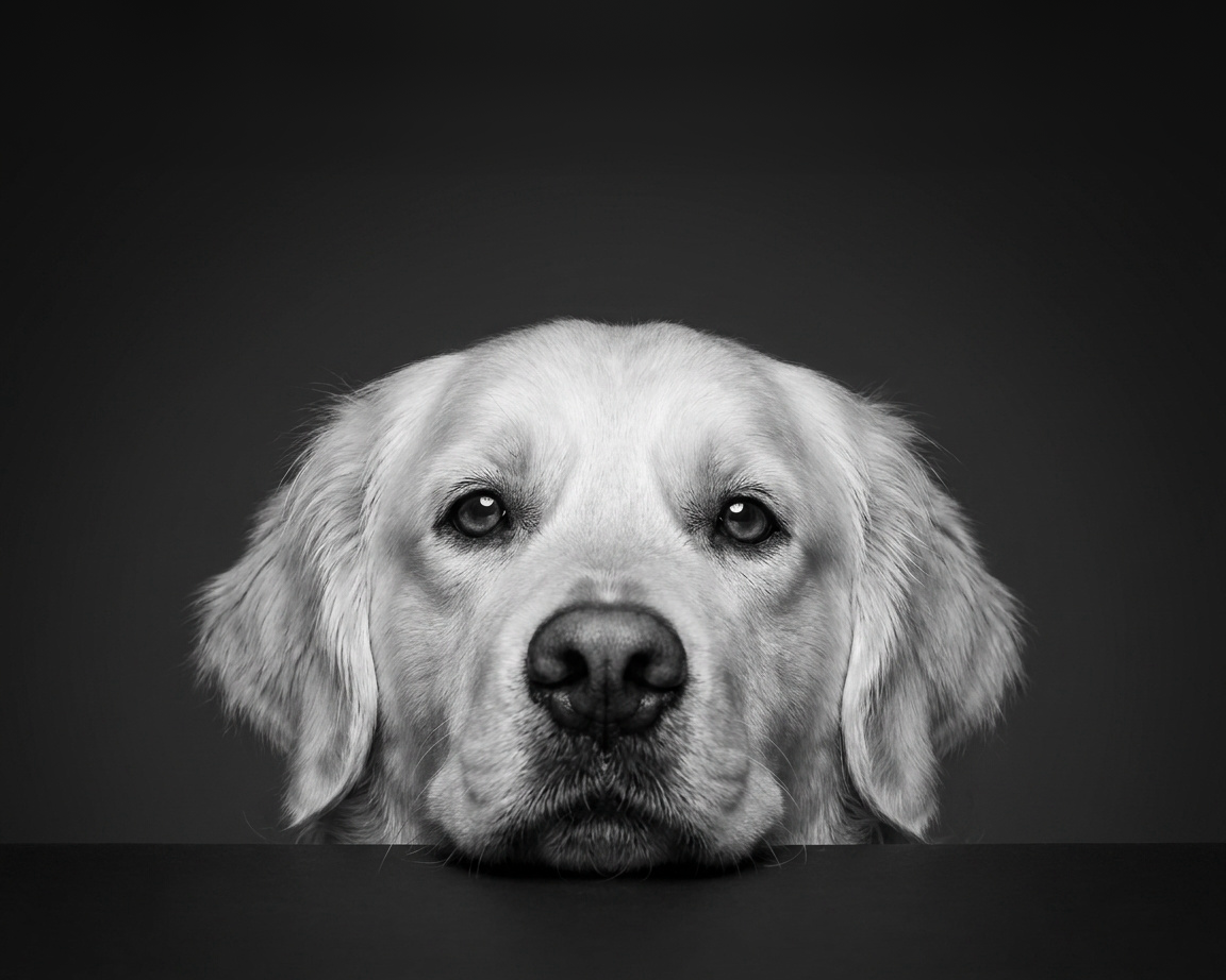 Portrait d'animal personnalisé Ce regard-là imprimé sur toile encadrée