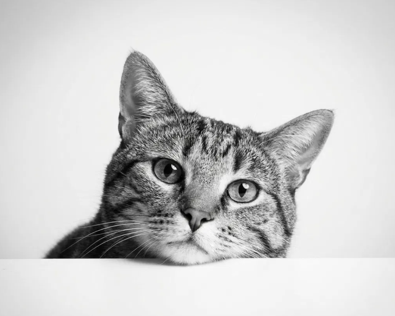 Portrait d'animal personnalisé Ce regard-là imprimé sur toile encadrée